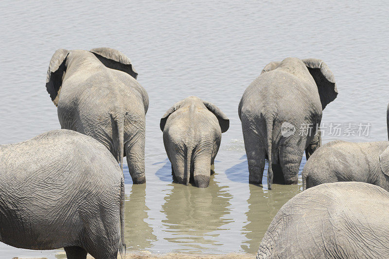 非洲象Loxodonta africana在津巴布韦Masuma大坝的背后